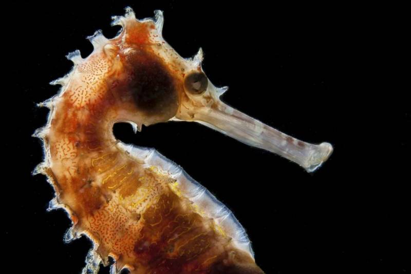 Морской конек - виды, класс, размер, описание и размножение, как выглядит и чем питается + фото