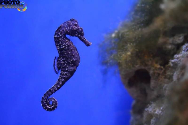 Морской конек - виды, класс, размер, описание и размножение, как выглядит и чем питается + фото