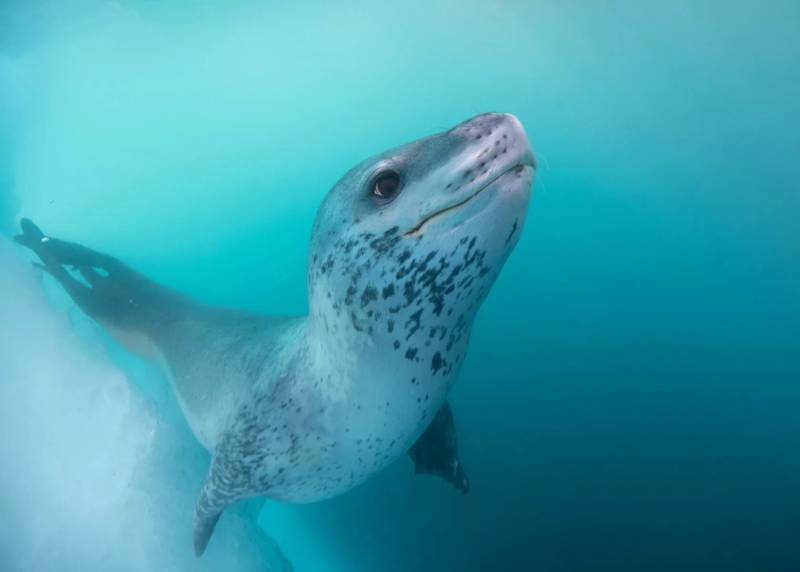 Морской леопард - экологическое описание, характеристика и консумент животного, как выглядит где обитает и чем питается + фото хищника