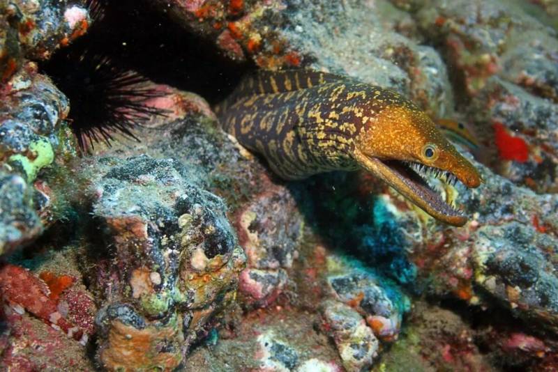 Мурена - фото, реальные размеры и описание хищной морской рыбы, как выглядит и чем опасна для человека, симбиоз мурены и рыбы чистильщика