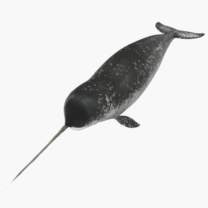 Нарвал - фото, вид и отряд, описание морского млекопитающего хоботного животного из красной книги