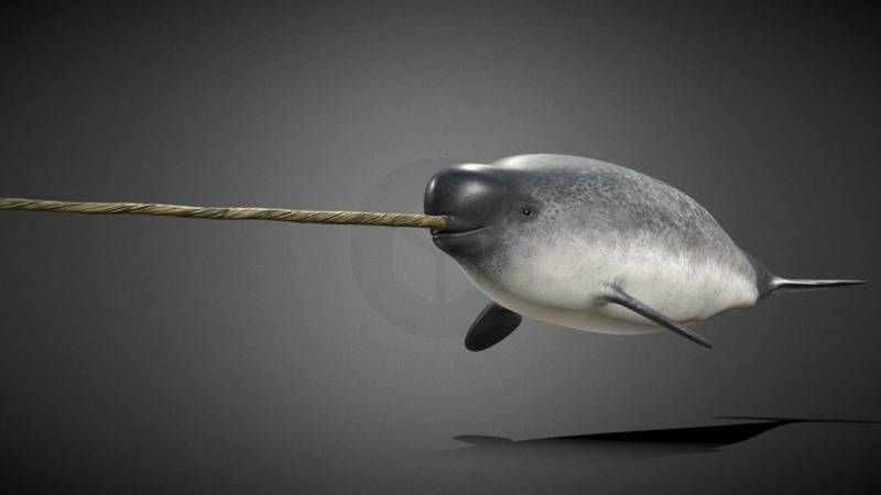 Нарвал - фото, вид и отряд, описание морского млекопитающего хоботного животного из красной книги