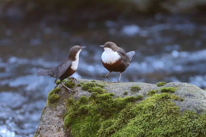 Оляпка - краткое описание, где живет, голос и интересные факты о птице забайкалья + фото