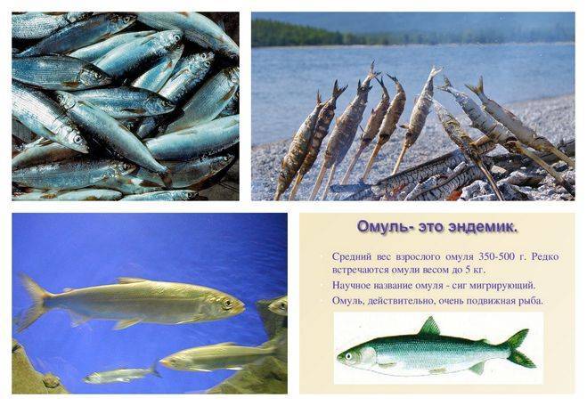 Омуль - где обитает кроме Байкала и как выглядит, реальные фото и описание рыбы