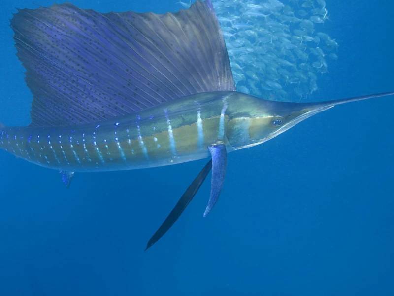 Марлин - где обитает, описание, семейство, вес, размер, скорость большой морской рыбы + фото