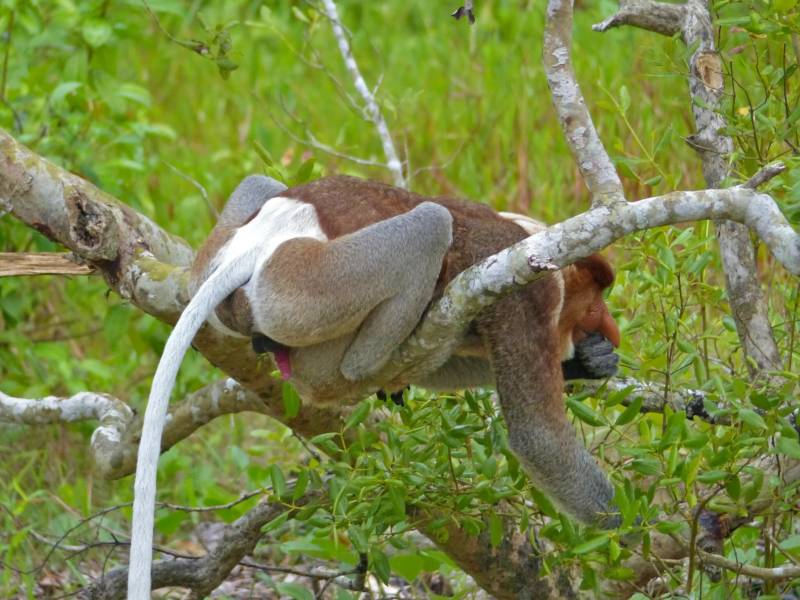 Носач - как выглядит и где обитает прикольный смешной примат, фото обезьяны в дикой природе
