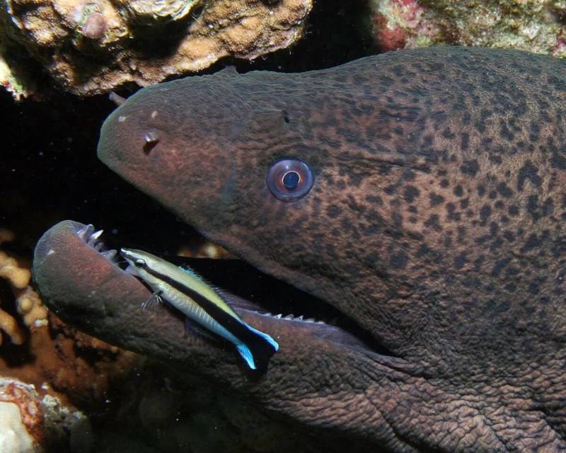 Мурена - фото, реальные размеры и описание хищной морской рыбы, как выглядит и чем опасна для человека, симбиоз мурены и рыбы чистильщика