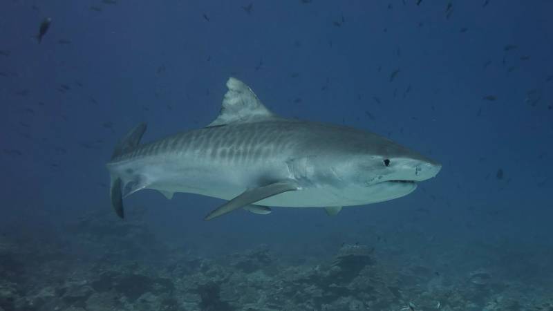 Тигровая акула - размеры большой акулы, как выглядит, где обитает, опасна ли для человека + фото