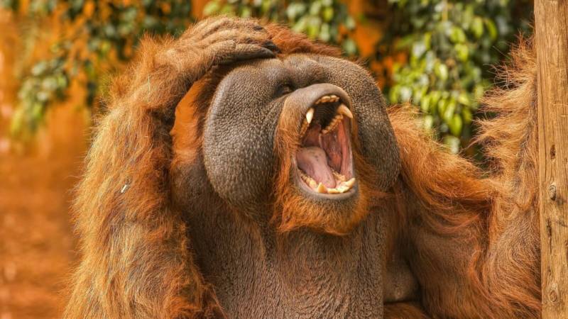 Орангутан - сколько живет, питание, где обитает большая человекообразная обезьяна + фото примата в тропических лесах