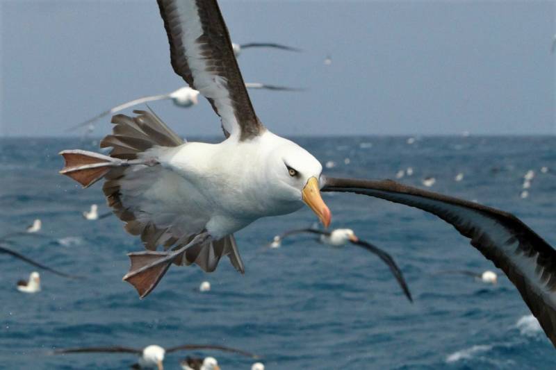 Буревестник - описание, отряд и семейство редкой большой морской птицы, как выглядит и почему так называется + фото
