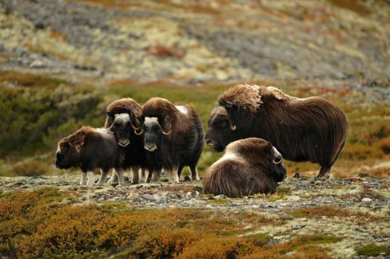 Овцебык - описание, где обитает, питание, в какой природной зоне и заповедниках встречается животное, занесенное в красную книгу