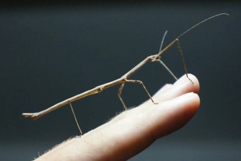 Палочник - как выглядит форма тела, чем питается и сколько живет австралийское насекомое + фото