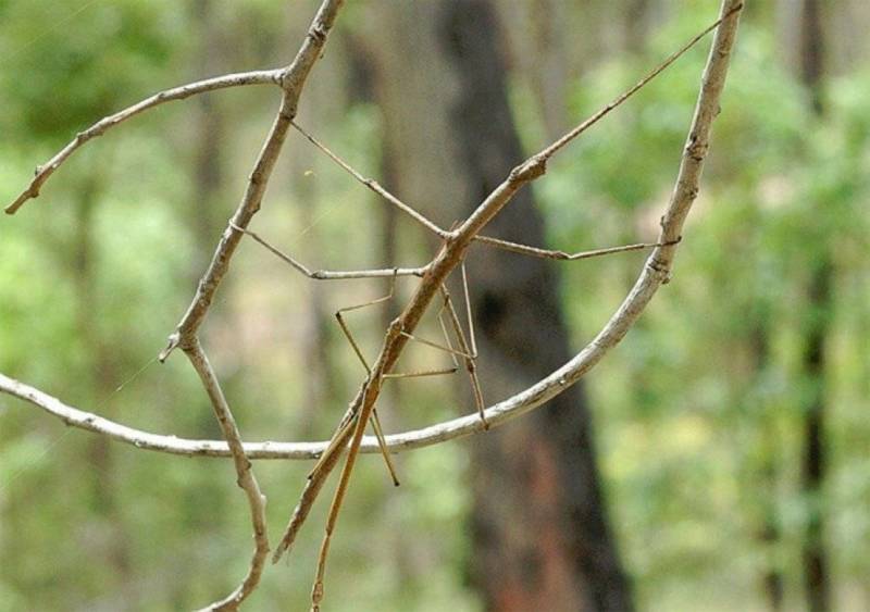 Палочник - как выглядит форма тела, чем питается и сколько живет австралийское насекомое + фото