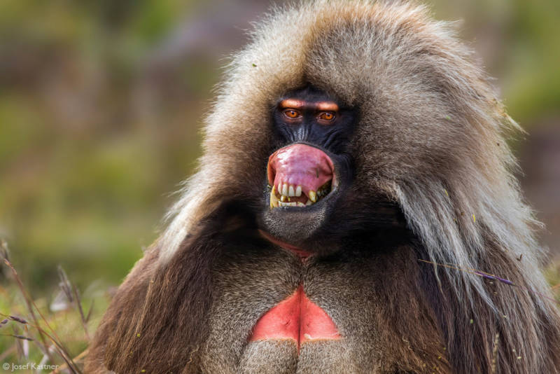 Павиан - описание узконосой человекообразной крупной обезьяны + фото животного с удлиненной собачьей мордой