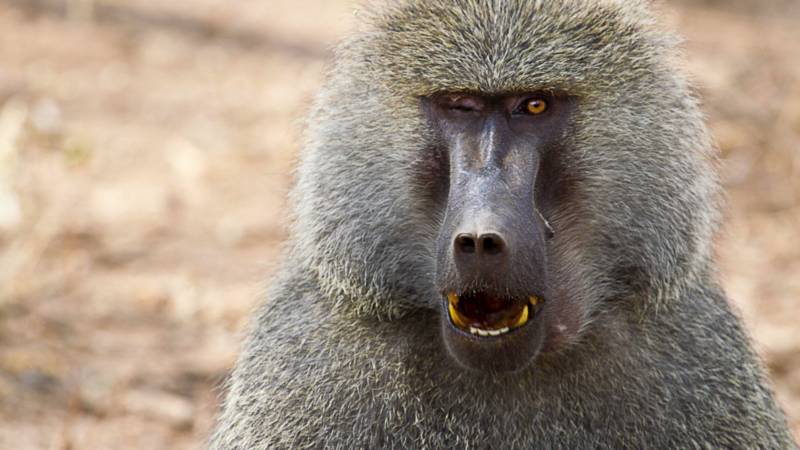 Павиан - описание узконосой человекообразной крупной обезьяны + фото животного с удлиненной собачьей мордой