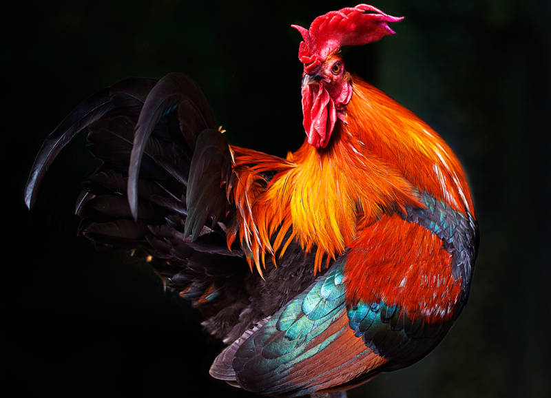 Петух - описание, семейство, голос и болезни домашней, сельскохозяйственной гордой красивой птицы + фото