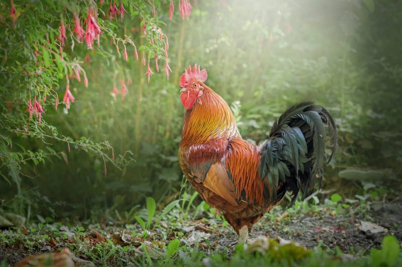 Петух - описание, семейство, голос и болезни домашней, сельскохозяйственной гордой красивой птицы + фото