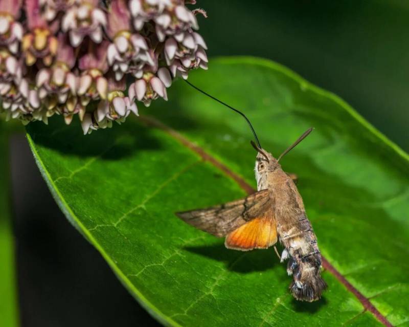 Бабочка бражник - семейство, размер, вред, описание как выглядит, что ест, где обитает и сколько живет + фото