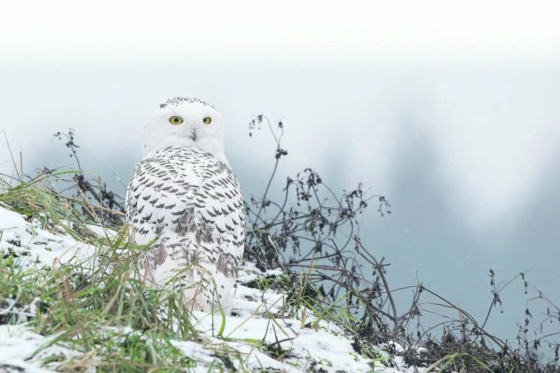 Полярная сова - описание, чем питается, в какой природной зоне обитает и как птица приспособилась к тундре + фото