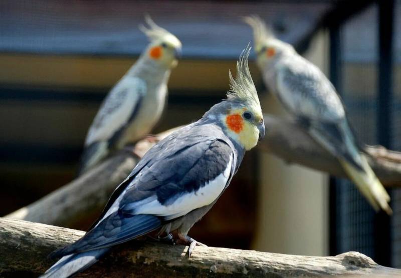 Корелла - описание, сколько живут домашние попугаи, которые разговаривают, как определить пол + уход в домашних условиях и фото