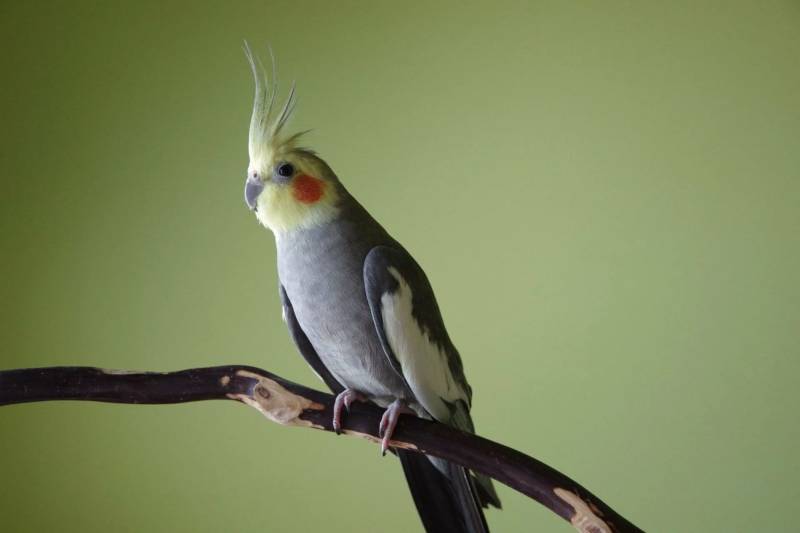 Корелла - описание, сколько живут домашние попугаи, которые разговаривают, как определить пол + уход в домашних условиях и фото