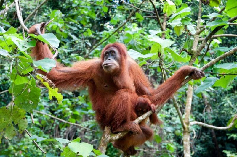 Орангутан - сколько живет, питание, где обитает большая человекообразная обезьяна + фото примата в тропических лесах