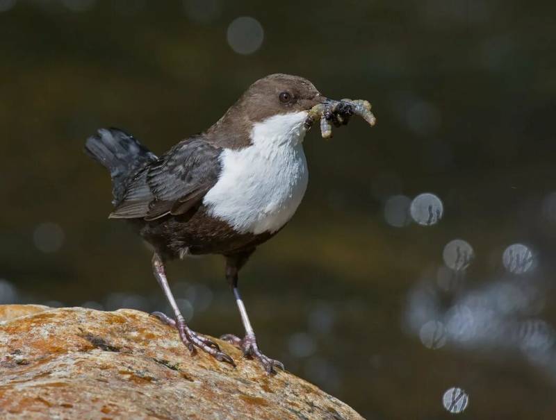 Оляпка - краткое описание, где живет, голос и интересные факты о птице забайкалья + фото