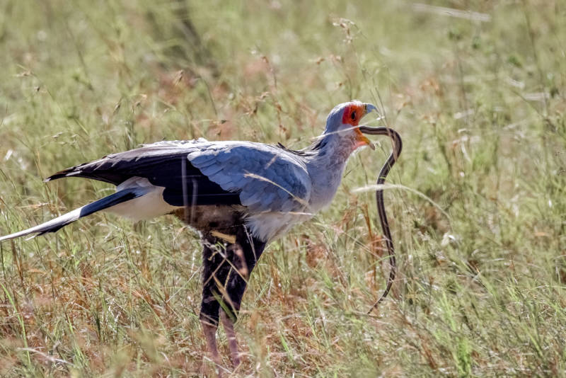 Птица секретарь - описание, звуки, местообитание и почему так называется + фото птицы Африки