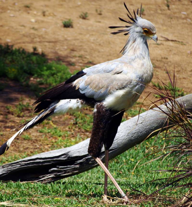 Птица секретарь - описание, звуки, местообитание и почему так называется + фото птицы Африки
