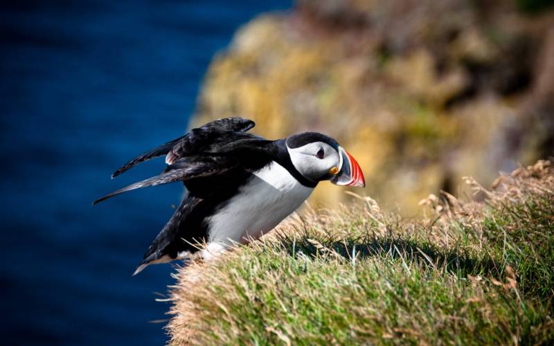 Птица тупик - описание атлантической норвежской птицы из красной книги, фото и интересные факты