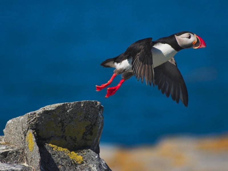 Птица тупик - описание атлантической норвежской птицы из красной книги, фото и интересные факты