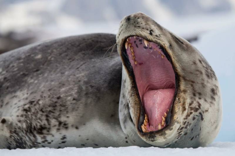 Морской леопард - экологическое описание, характеристика и консумент животного, как выглядит где обитает и чем питается + фото хищника