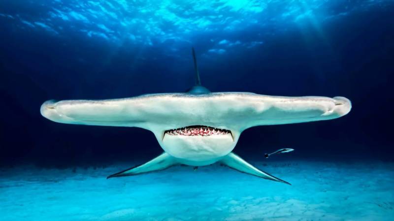 Акула молот - как выглядит, где обитает, чем питается и опасна ли большая акула для человека + фото, размер и факты