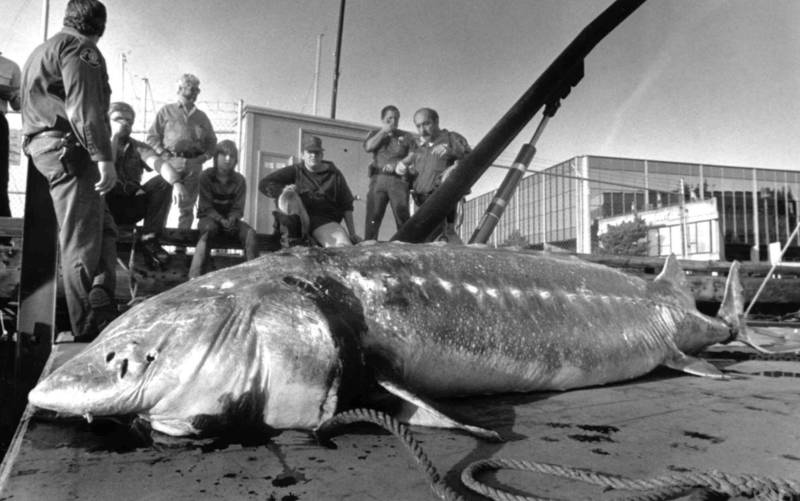 Рыба калуга - описание, как выглядит, где водится и сколько живет, размеры и максимальный вес самой большой осетровой рыбы + фото