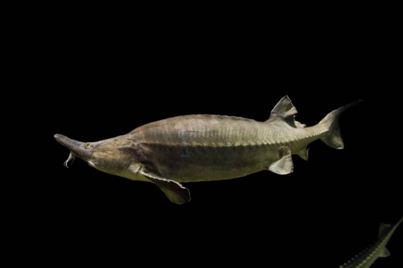 Рыба калуга - описание, как выглядит, где водится и сколько живет, размеры и максимальный вес самой большой осетровой рыбы + фото