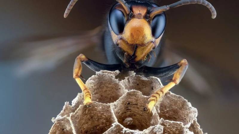 Шершень - описание большого черного летающего насекомого с длинным жалом, виды, чем опасен укус для человека + фото
