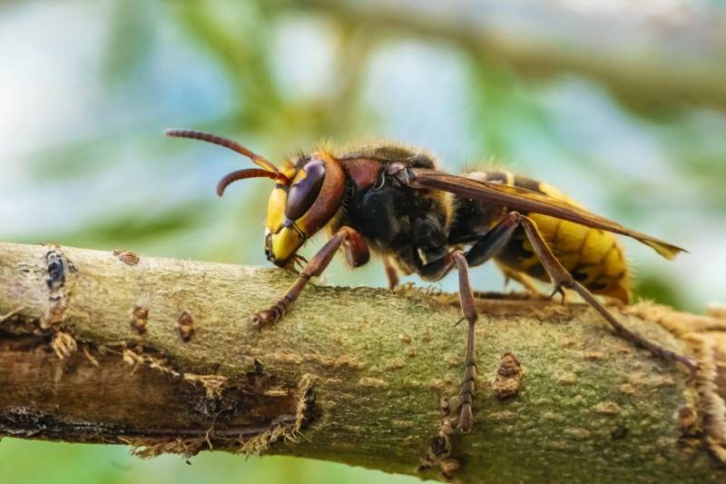 Шершень - описание большого черного летающего насекомого с длинным жалом, виды, чем опасен укус для человека + фото