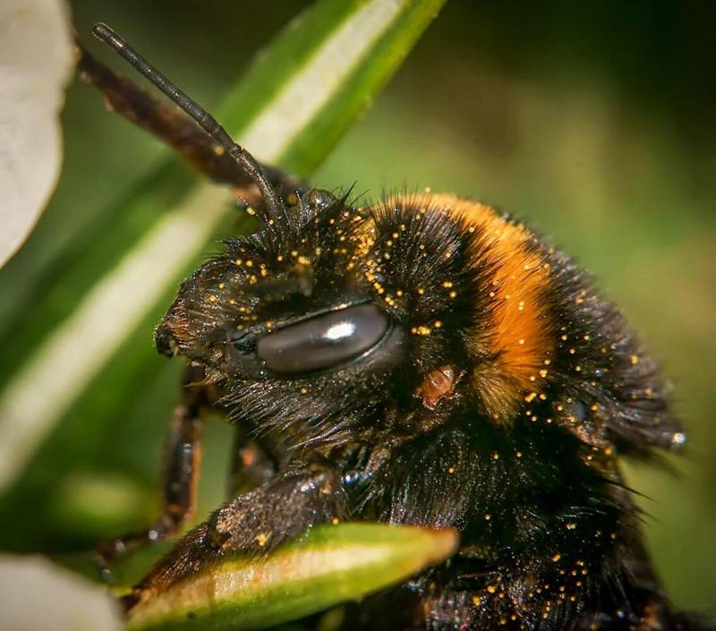 Шмель - интересные факты, класс, отряд и краткое описание большого черного мохнатого насекомого опылителя + фото крупным планом