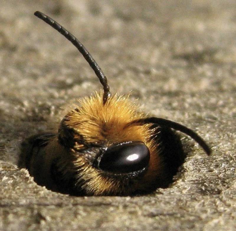 Шмель - интересные факты, класс, отряд и краткое описание большого черного мохнатого насекомого опылителя + фото крупным планом
