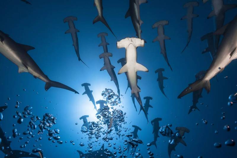 Акула молот - как выглядит, где обитает, чем питается и опасна ли большая акула для человека + фото, размер и факты