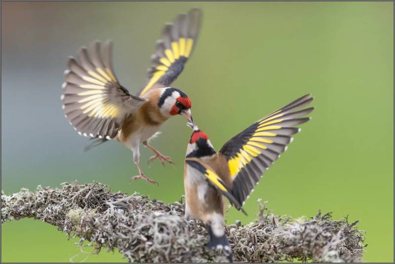 Щегол - описание, размеры и голос, как выглядит лесная птица + фото самца и самки крупным планом