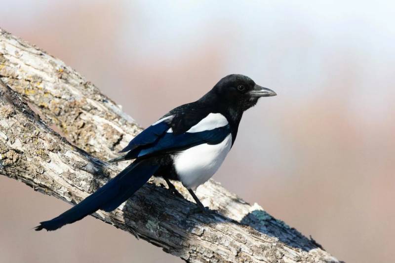 Сорока - фото, описание, размер и статус красивой черной зимующей лесной птицы сорока обыкновенная