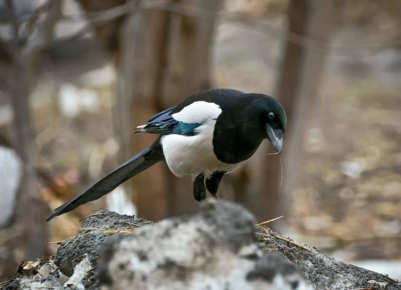 Сорока - фото, описание, размер и статус красивой черной зимующей лесной птицы сорока обыкновенная