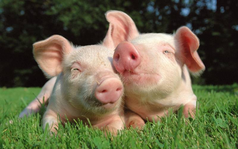 Свинья - жизнь, заболевания, описание сельскохозяйственного млекопитающего парнокопытного и почему свинья самое чистоплотное животное + фото