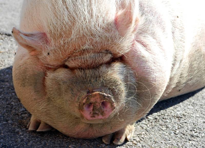 Свинья - жизнь, заболевания, описание сельскохозяйственного млекопитающего парнокопытного и почему свинья самое чистоплотное животное + фото
