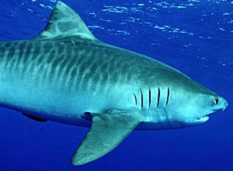 Тигровая акула - размеры большой акулы, как выглядит, где обитает, опасна ли для человека + фото