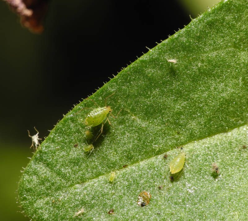 Тля - отряд, группа, класс и последовательность развития насекомого вредителя с полным превращением + фото