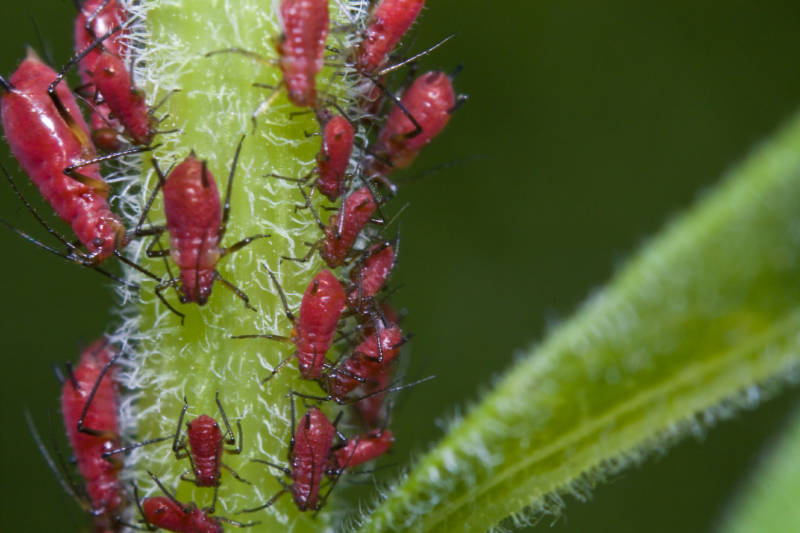 Тля - отряд, группа, класс и последовательность развития насекомого вредителя с полным превращением + фото