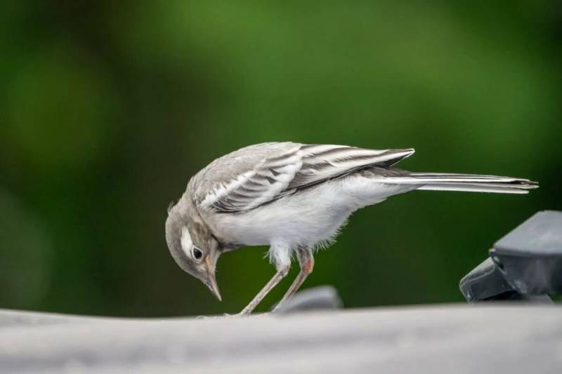 Трясогузка - фото, описание пения, как выглядит самка и самец полевой птицы, где живет, зимует и чем питается