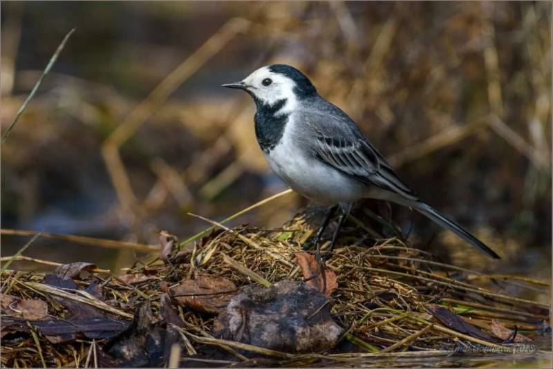 Трясогузка - фото, описание пения, как выглядит самка и самец полевой птицы, где живет, зимует и чем питается